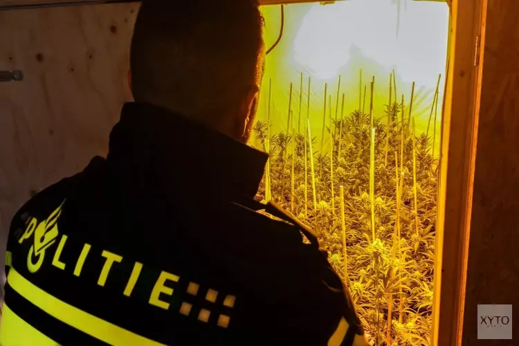 Grote partij henneptoppen in loods aangetroffen