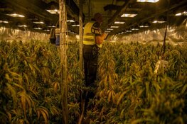 Hennepkwekerij aangetroffen in Sittard, twee verdachten aangehouden