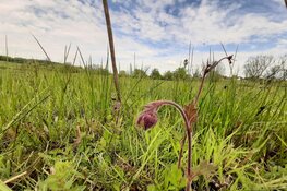 Bedreigde plantensoorten gekoesterd dankzij Operatie peperboompje