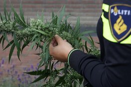 Zestien aanhoudingen na aantreffen van hennep