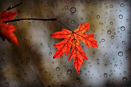 Komende week volop herfst