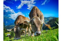 Provincie Limburg opent nieuwe regeling voor veehouders die willen stoppen