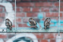 Onderzoek naar beschermde dieren: wat u moet weten?