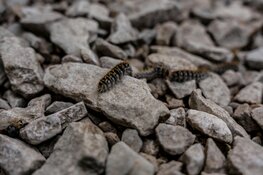 Sittard-Geleen sluit Europees LIFE-project Eikenprocessierups succesvol af