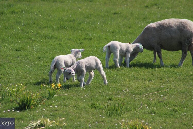 Lente officieel begonnen: zacht weer, later meer kans op buien